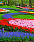� Keukenhof
