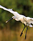 Où observer les oiseaux en France ?