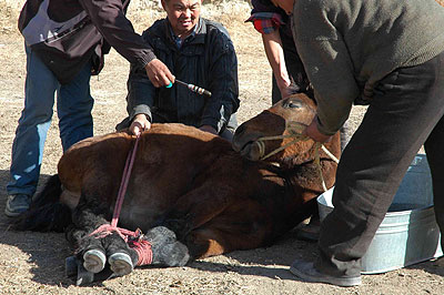 Le sacrifice du cheval