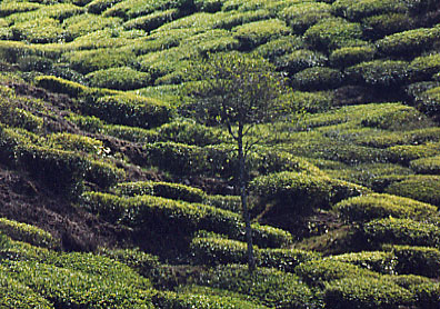 Six heures, Darjeeling s'�veille