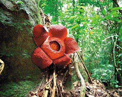 Sarawak : la Malaisie c�t� jungle