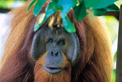 Sur les traces des naturalistes