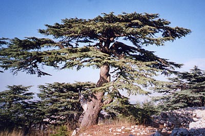 Parenth�se libanaise