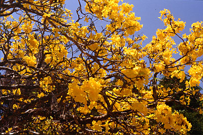 Le jardin botanique de Peradenyia