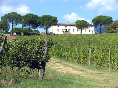 La route du vin et de l�olive