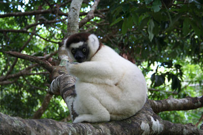 La r�serve de Nahampoana