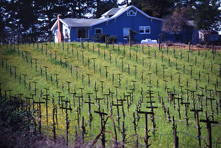 Napa ou Sonoma ?