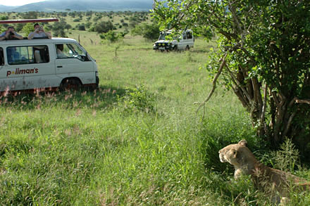 Au Kenya, sur la route des safaris