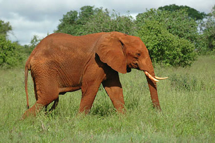 Tsavo West, la terre des �l�phants rouges