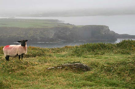 Ring of Kerry : r�ve et brouillard
