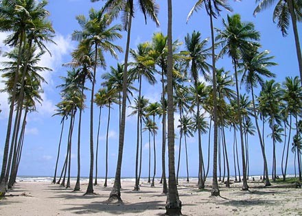 Le Venezuela, grandeur nature