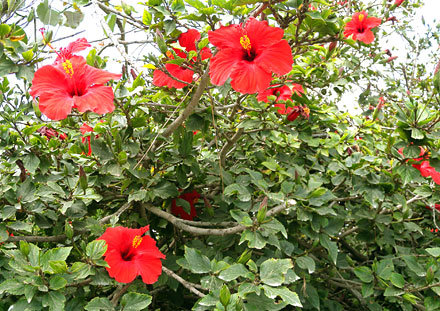 Un herbier divin 