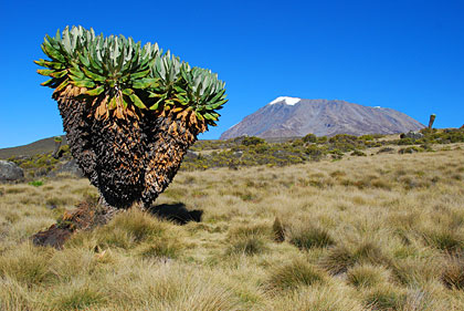 Tanzanie, � l'ombre du Kilimandjaro