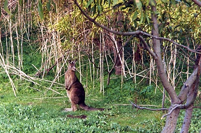 Kangaroo Island