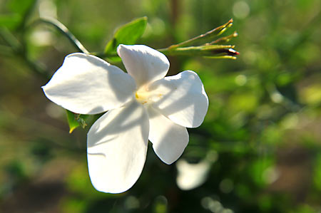 Jasmin © Collection Musée International de la Parfumerie, Grasse – France Jasmin © Collection Musée International de la Parfumerie, Grasse – France