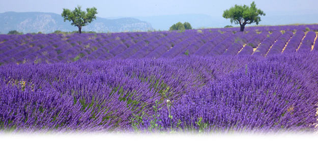 Tour du monde en 10 parfums. Photo : Jean-Philippe Damiani