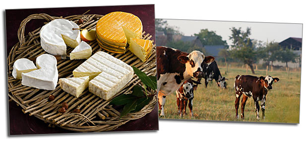 Tous sur les AOP et AOC Normandes sur madeincalvados.com