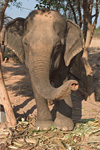 Festival de Surin : les éléphants en font des tonnes !