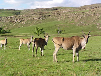 Les tr�sors du Drakensberg