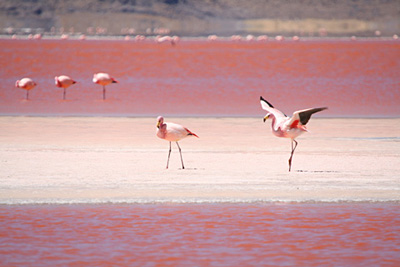 Au royaume des vigognes et des flamants