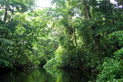 Paradis vert