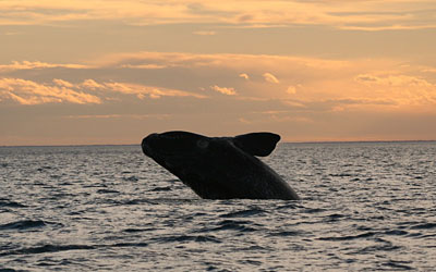 Une belle �me, la baleine franche