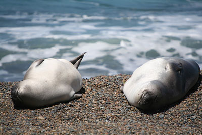La m�nagerie de Punta Norte