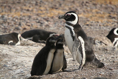 La Caleta Vald�s et les manchots de Magellan