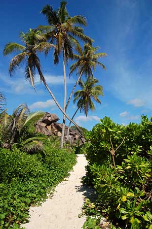 Praslin, dans le secret de la Vall�e de Mai