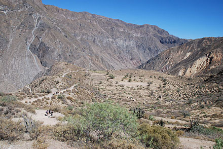 Au canyon de Colca