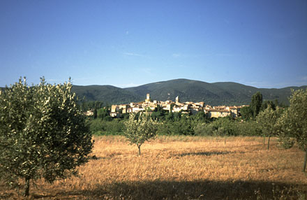 Sur les chemins de l'olivier, entre Alpilles et Luberon