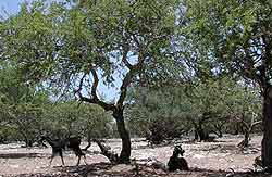 Le pays de l�arganier