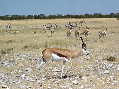 Etosha, paradis du roi lion