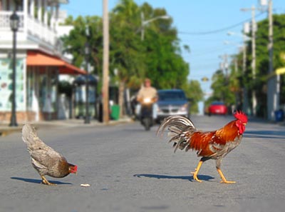 La guerre des poulets