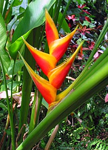 Refuge de verdure