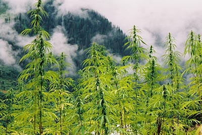 Malana, capitale de la drogue