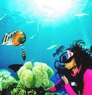Les fonds marins de Palawan