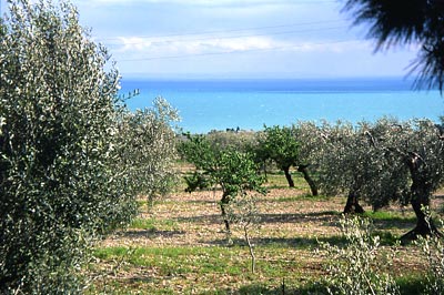 Des Pouilles plein la t�te
