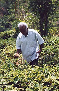 Bio et �quitable : deux atouts du d�veloppement