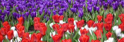 Hollande, au pays des tulipes