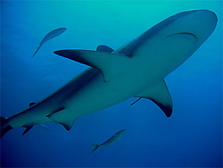 bahamas par Alain Ponchon