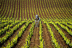 bourgogne par Chris-L
