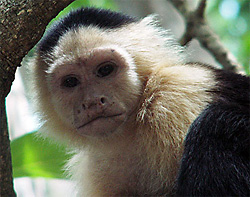 costa rica par Yan Chureau