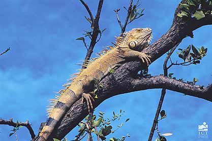 Iguane