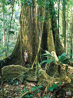 Parc national Corcovado.