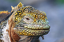 galapagos par Olivier Danbricourt