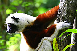madagascar par Patrick Colin