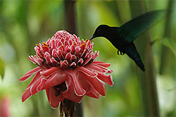 martinique par Yves Morel