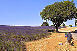 provence par Claude Ortet