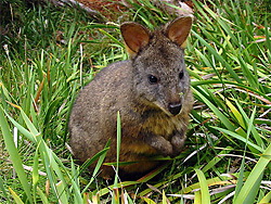 tasmanie par Samuel Gay
